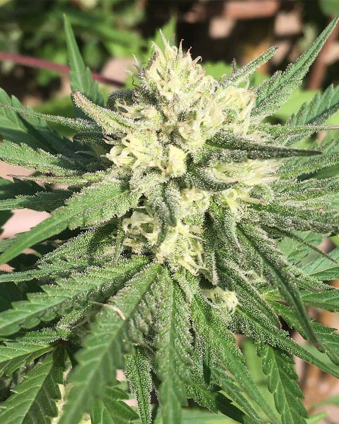 Pommelo Pine Strain Info Pommelo Pine Weed By Sumo Seeds GrowDiaries
