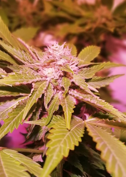 CBD Caramel Cookie Strain Info / CBD Caramel Cookie Weed By Sumo Seeds