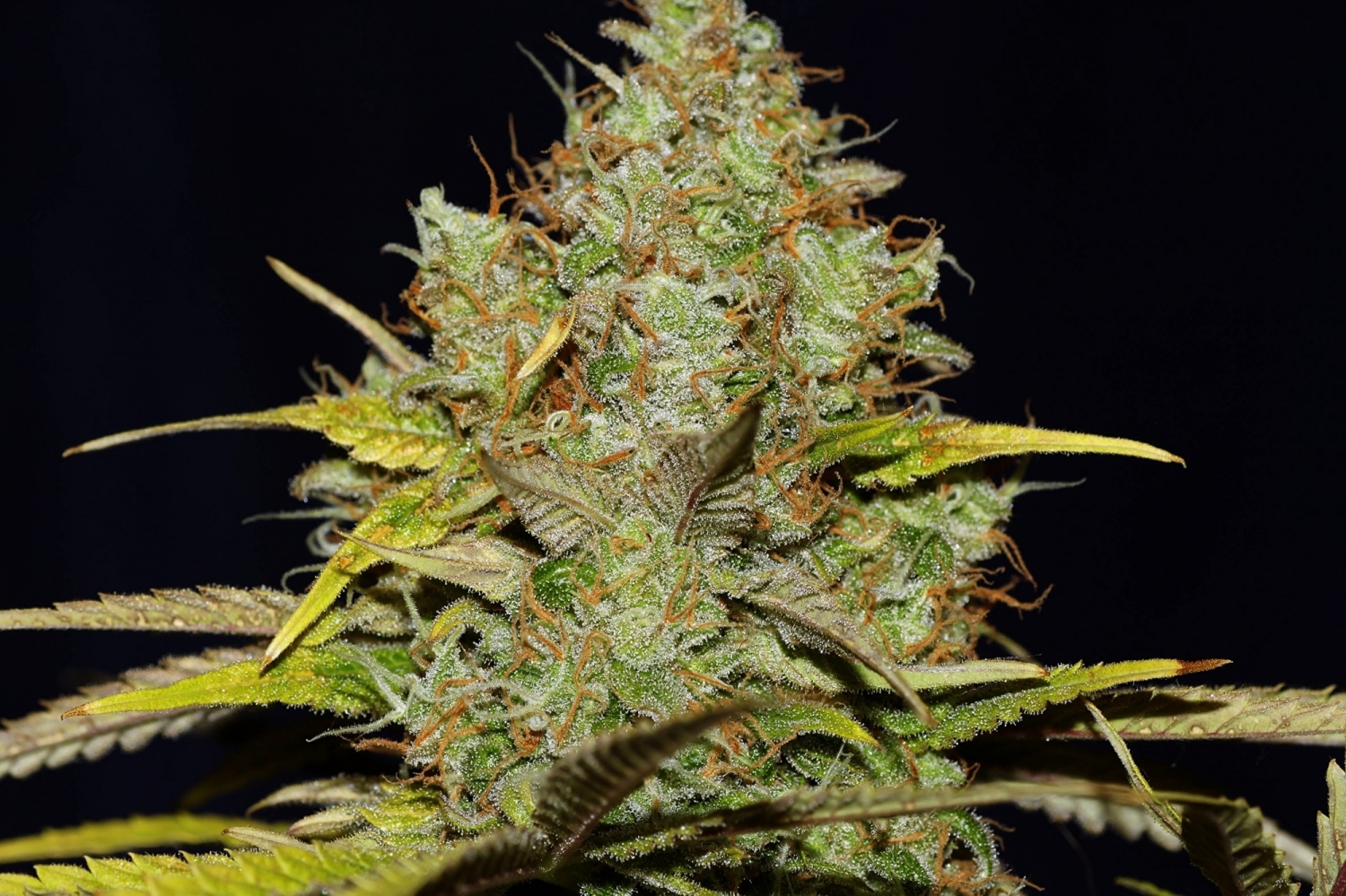 Big Nugs FAST Strain Info / Big Nugs FAST Weed By Seedsman GrowDiaries