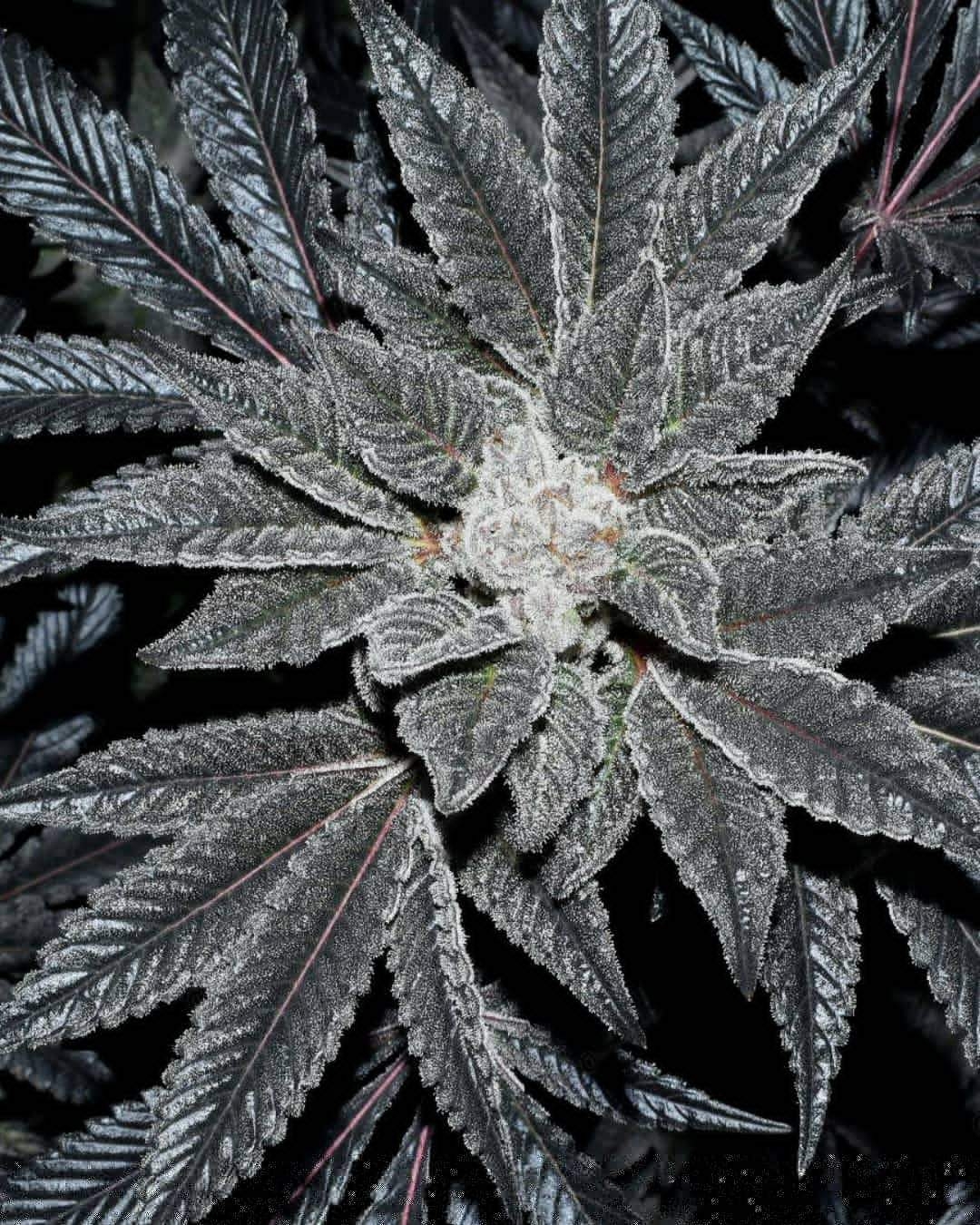 Jelly Breath bx1 Strain Info / Jelly Breath bx1 Weed By In House