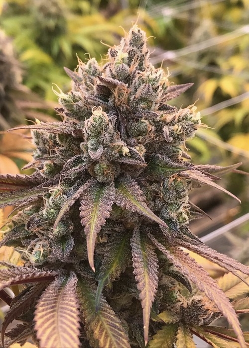 Texas Butter Green Point Seeds Strain Info Growdiaries