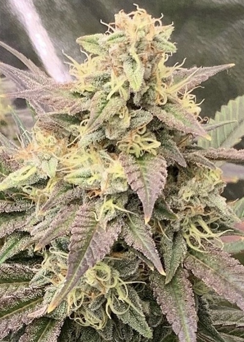 Ice Cream Punch Green Point Seeds Strain Info Growdiaries