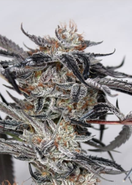 Doc Holiday Strain Info / Doc Holiday Weed By Green Point Seeds