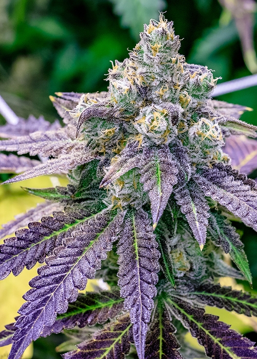 Sundae Driver X Star Dawg Green Point Seeds Strain Info Growdiaries