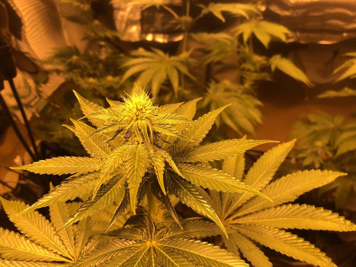 Milk & Cookies Strain Info / Milk & Cookies Weed By Exotic