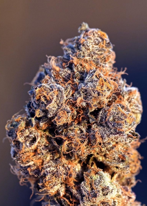 Sunset Sherbet Strain Info / Sunset Sherbet Weed By Cookies Seed Bank