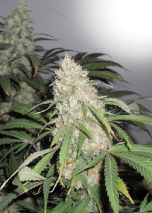 Kripple Roulette Grow Journal