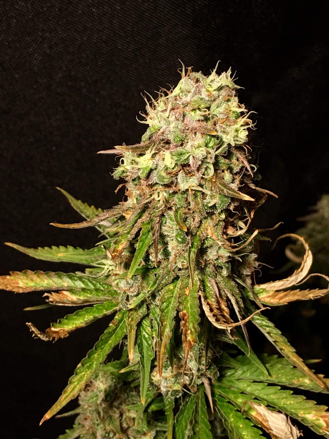 Black Sugar / Seedsman strain info GrowDiaries