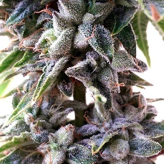 OG Strawberry Star Killer Strain Info / OG Strawberry Star Killer Weed