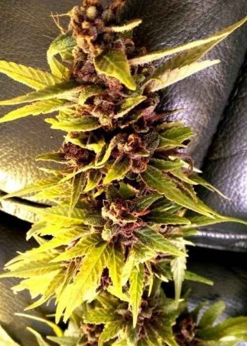 Purple Sherbert Ice Cream Strain Info / Purple Sherbert Ice Cream Weed