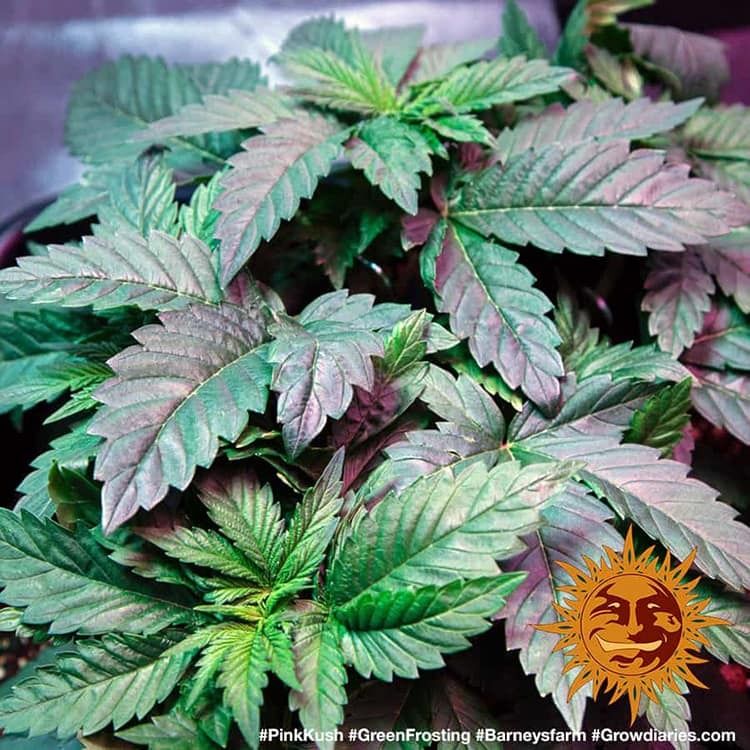 Pink Kush Strain Info / Pink Kush Weed By Barney's Farm GrowDiaries