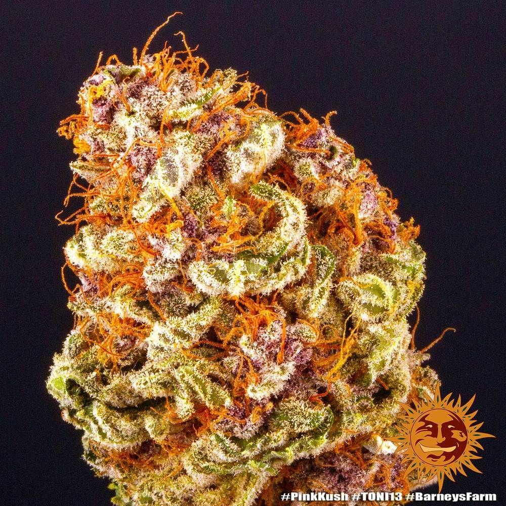 Pink Kush Strain Info / Pink Kush Weed By Barney's Farm GrowDiaries