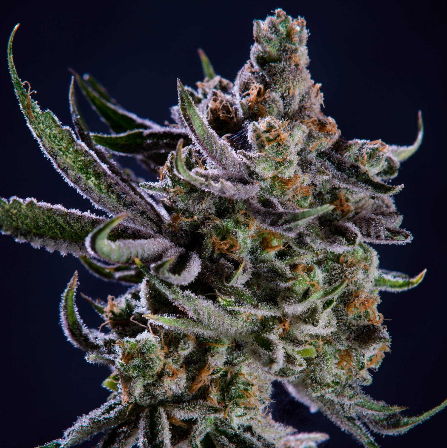 Jungle Breath Strain Info / Jungle Breath Weed By The Plug Seedbank