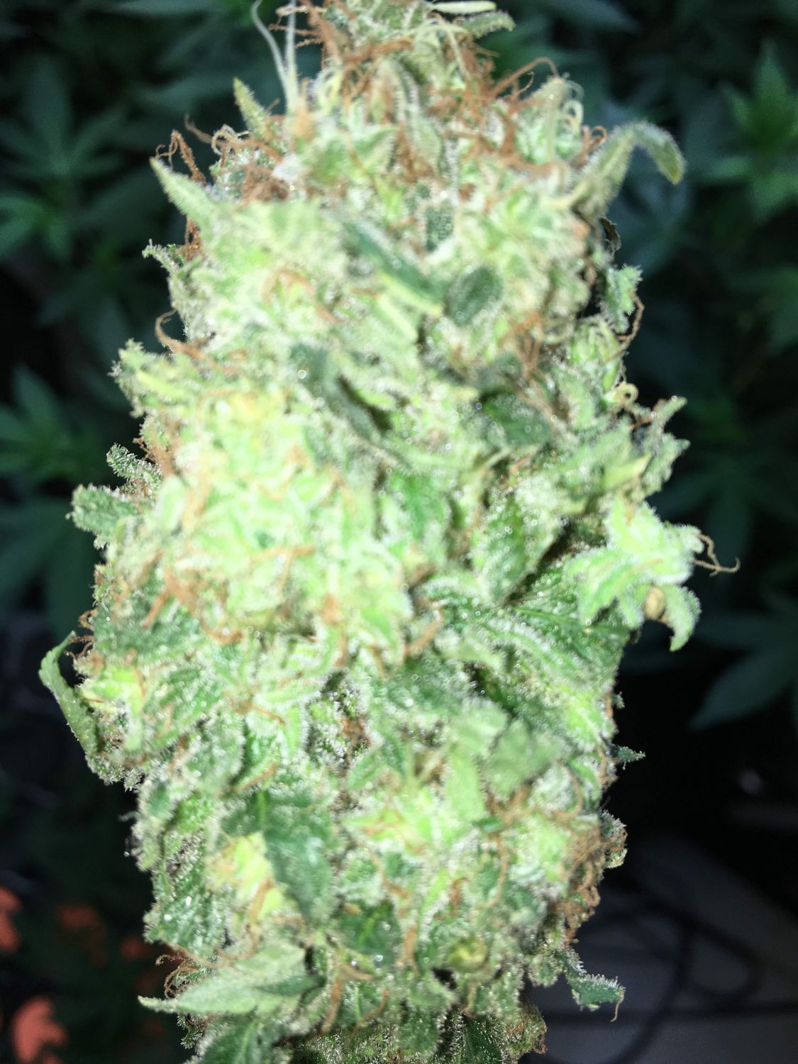 Pineapple Haze Strain Info / Pineapple Haze Weed By ILGM GrowDiaries