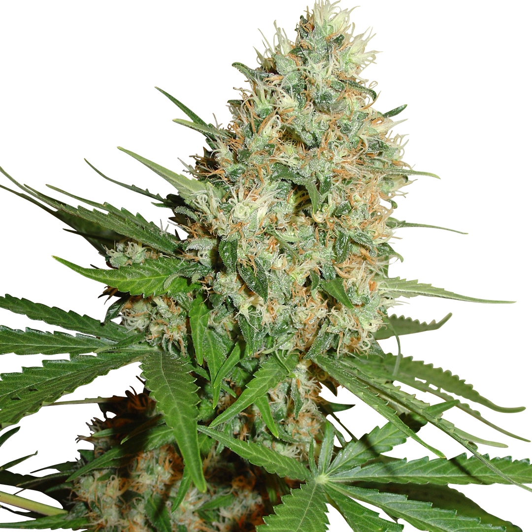 trainwreck-strain-info-trainwreck-weed-by-ilgm-growdiaries