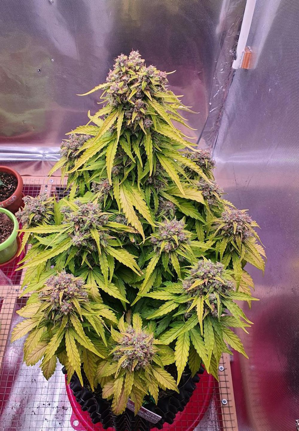 Doctor's Choice 1 Strain Info / Doctor's Choice 1 Weed By Doctor's