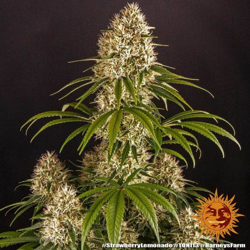 Strawberry Lemonade Strain Info / Strawberry Lemonade Weed By Barney's