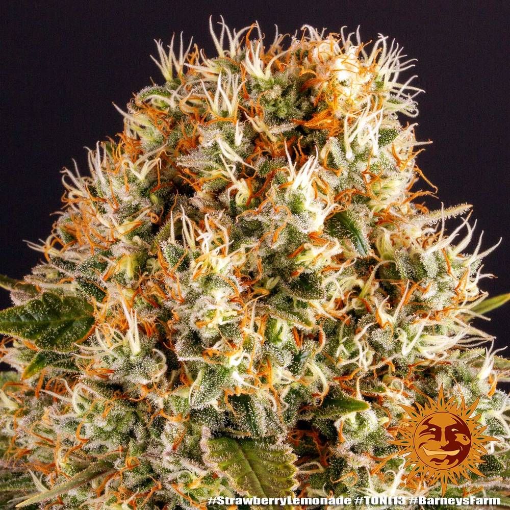 Strawberry Lemonade Strain Info / Strawberry Lemonade Weed By Barney's