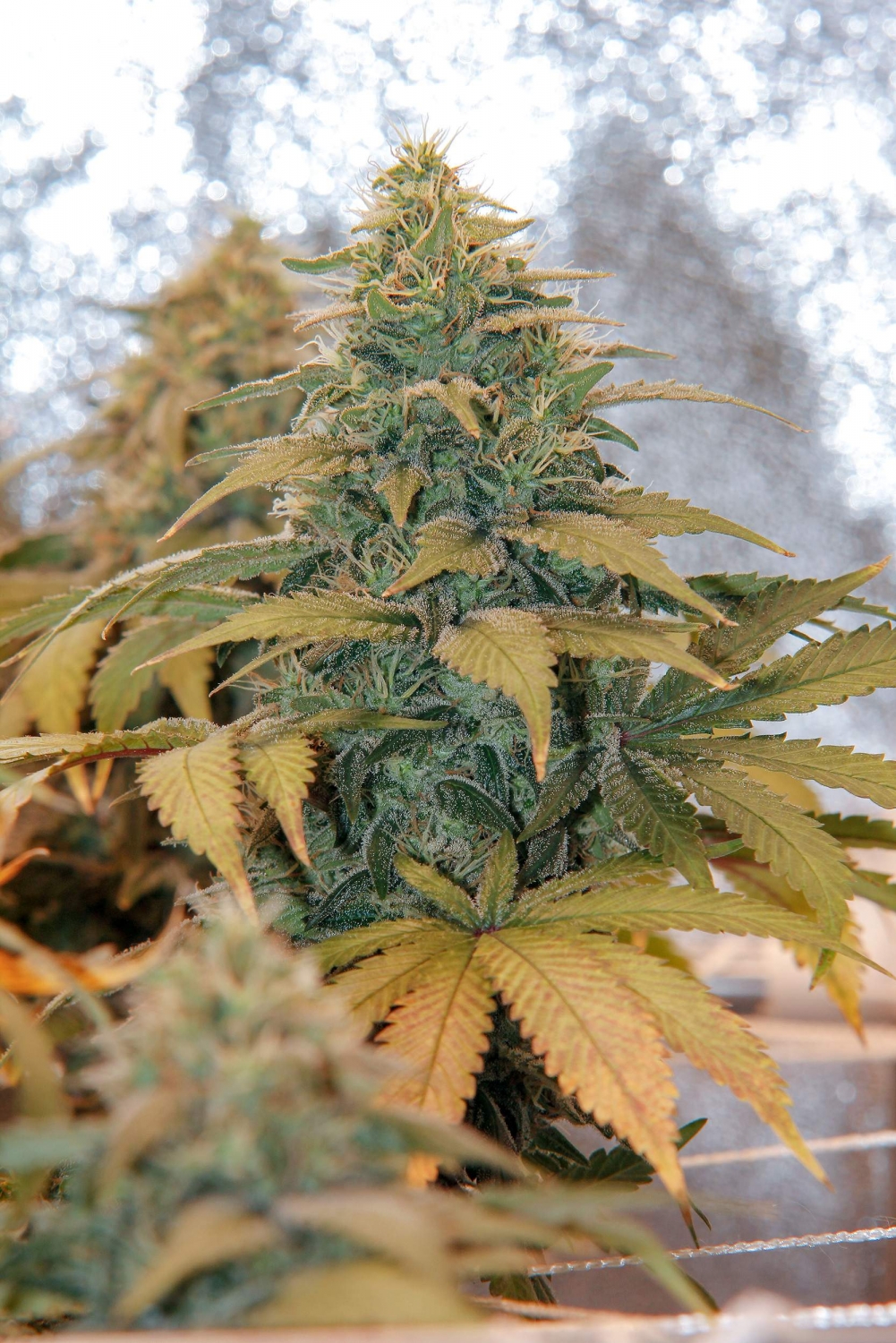 710 Mango Strain Info / 710 Mango Weed By 710 GrowDiaries