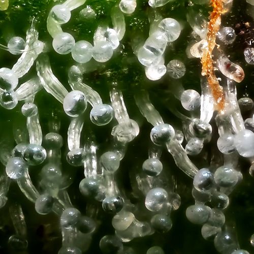 Bakers Delight Strain Info / Bakers Delight Weed By DNA