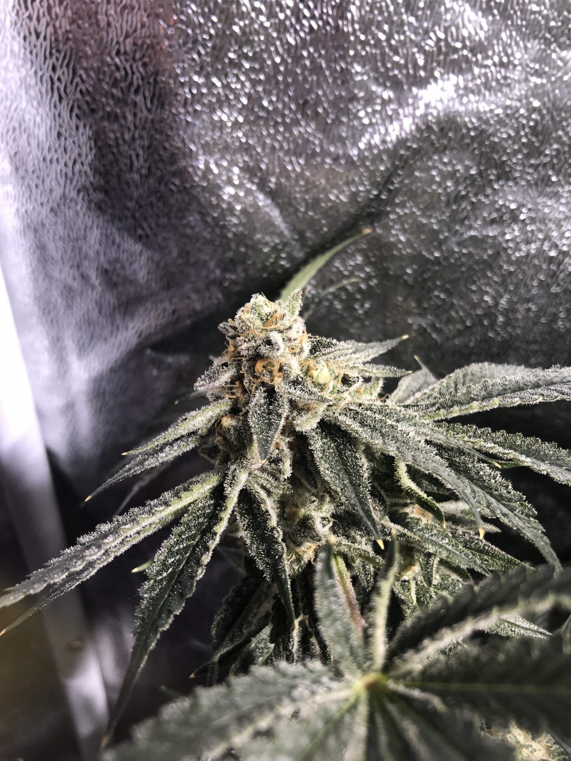 Bakers Delight / DNA strain info GrowDiaries