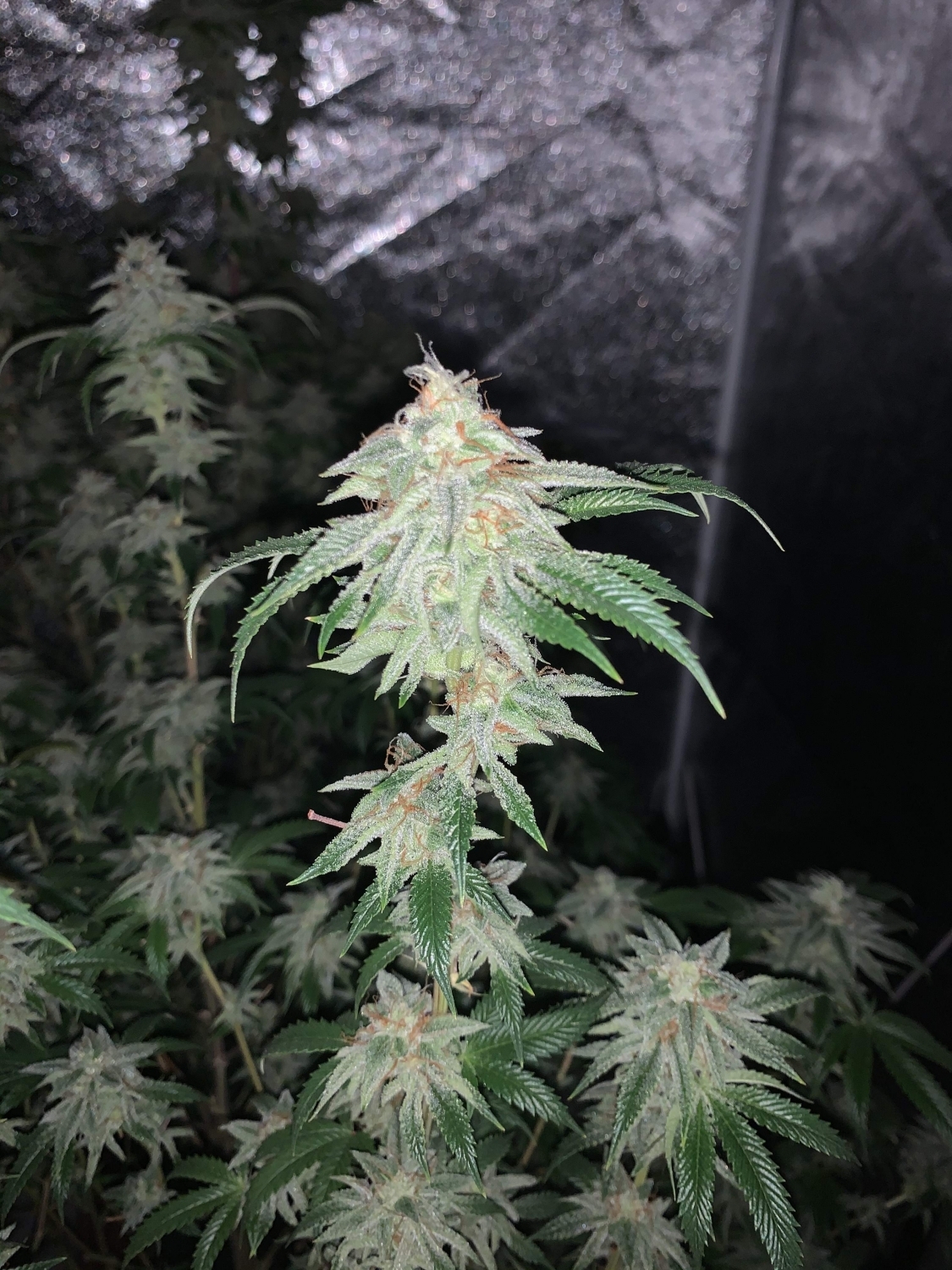 Sour Sorbet Strain Info / Sour Sorbet Weed By DNA GrowDiaries