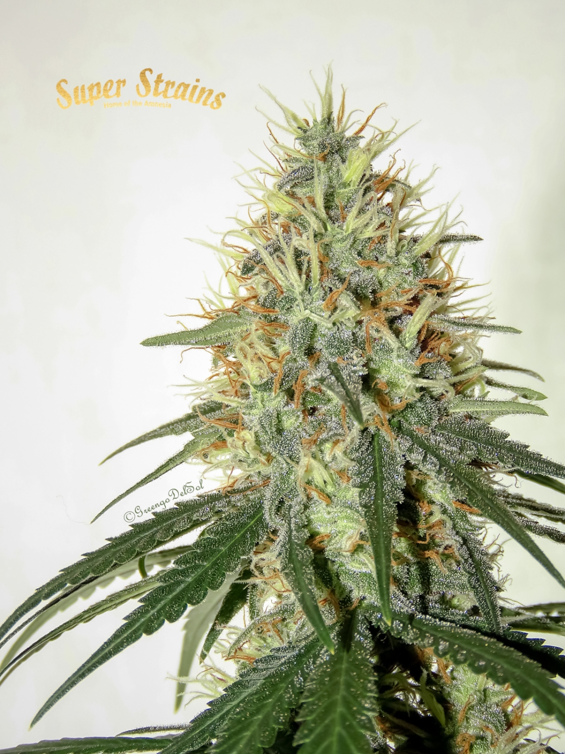 Enemy Of The State Strain Info Enemy Of The State Weed By Super