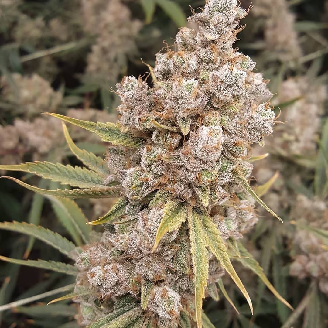 Banana Jack OG Strain Info / Banana Jack OG Weed By TGA