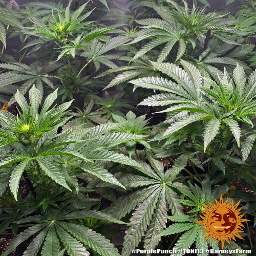 Purple Punch Strain Info / Purple Punch Weed By Barney's Farm GrowDiaries