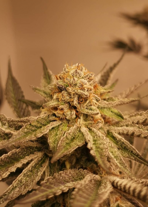 Red Pop / Exotic strain info GrowDiaries