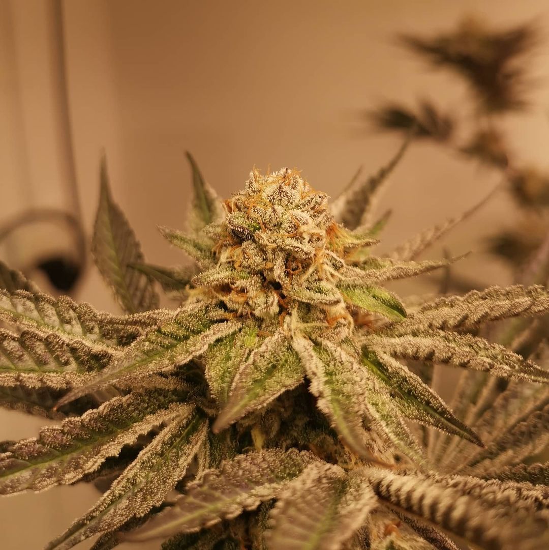 Cream & Sugar Strain Info / Cream & Sugar Weed By Exotic