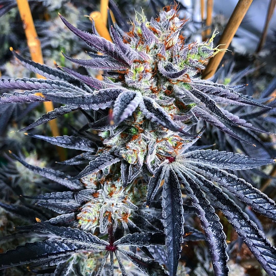 Monkey Mints Strain Info / Monkey Mints Weed By Exotic