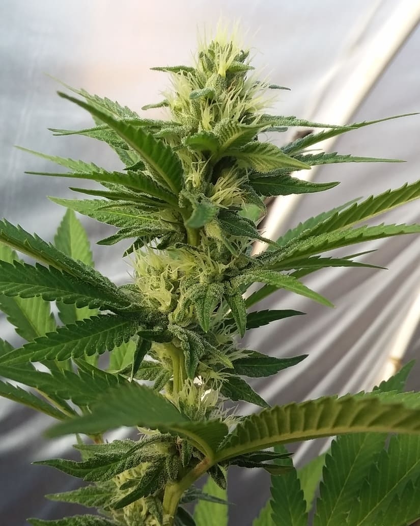 Chocolate Marshmallows Strain Info / Chocolate Marshmallows Weed By