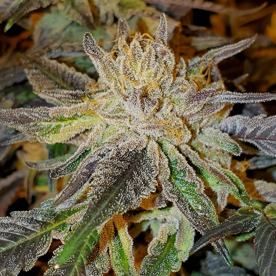 Chocolatina Strain Info / Chocolatina Weed By Exotic GrowDiaries