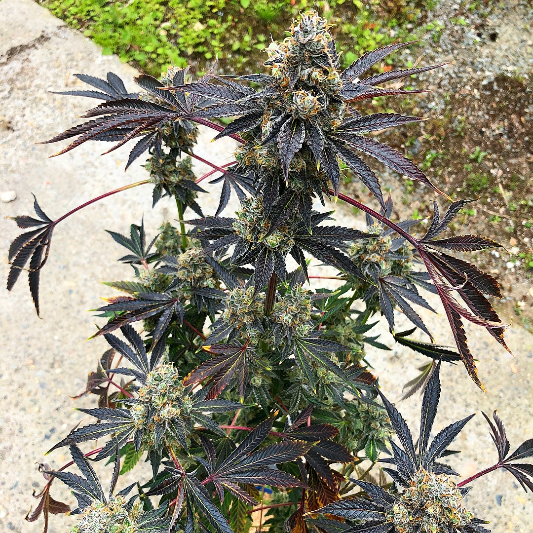 Tropic Truffle Strain Info / Tropic Truffle Weed By Exotic