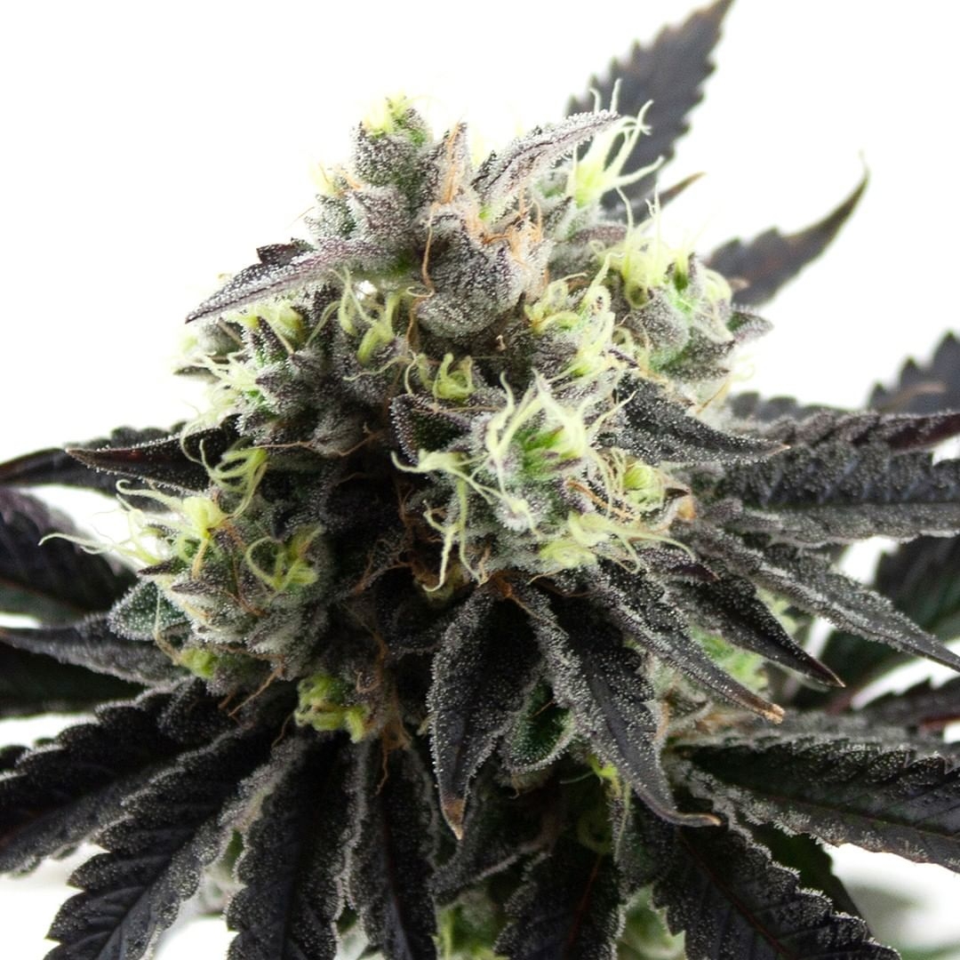 Triple Chocolate Chip Strain Info / Triple Chocolate Chip Weed By