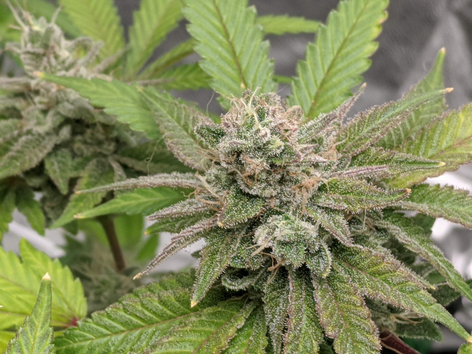 T46 Strain Info / T46 Weed By Test Seed Bank GrowDiaries