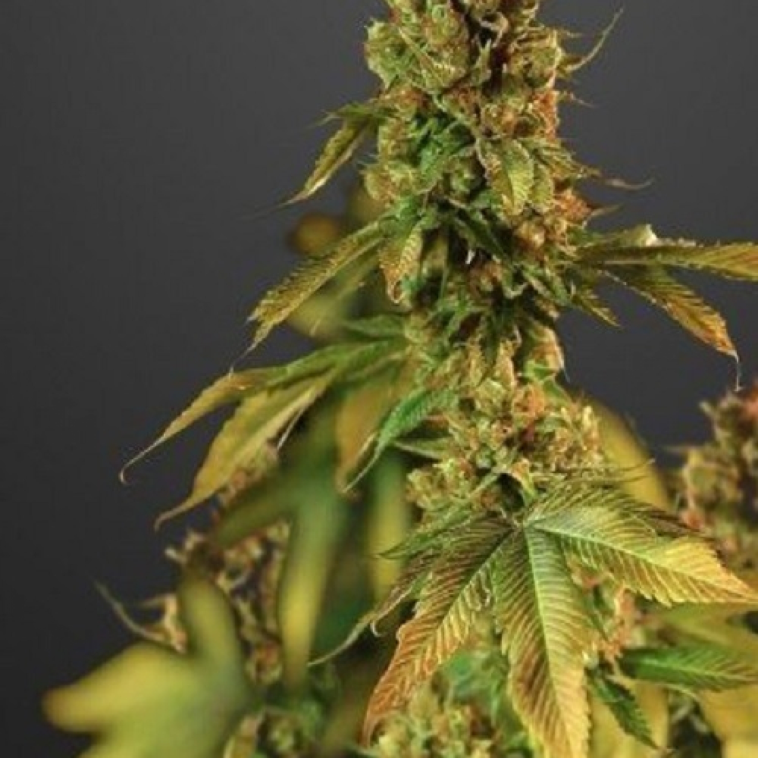 Gelato Cake Feminized / PEV Seeds strain info GrowDiaries