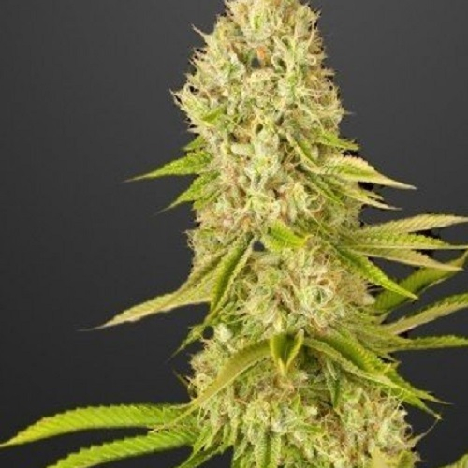 Original Zkittlez Feminized / PEV Seeds strain info