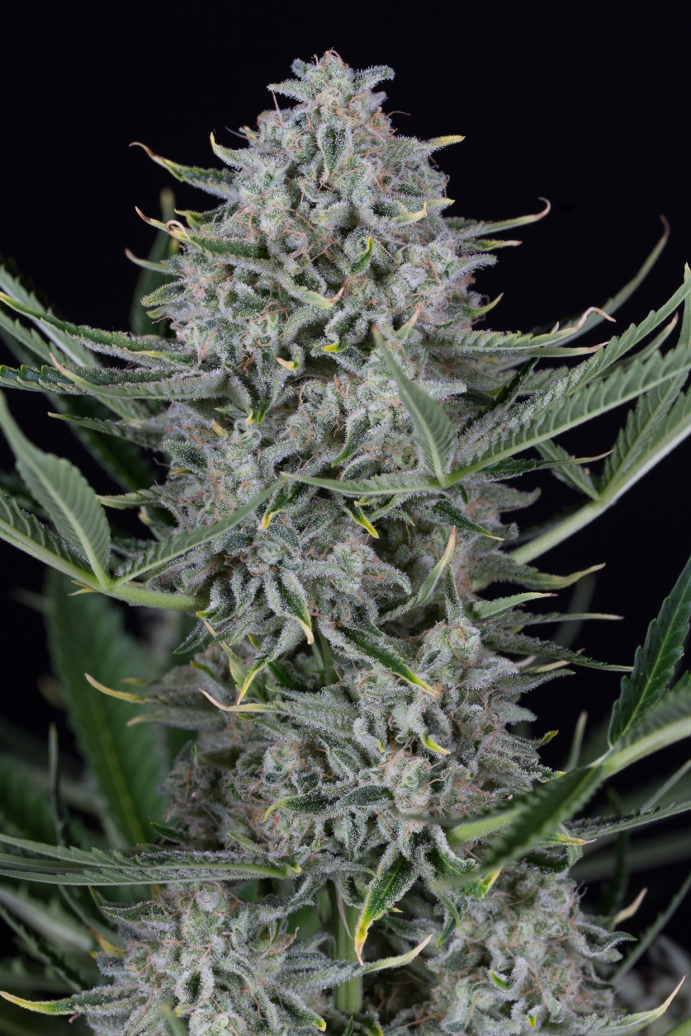 Cookies Autoflowering Dinafem Strain Info Growdiaries