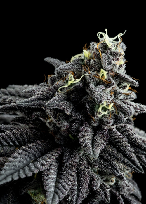 Animal Mints Strain Info / Animal Mints Weed By Seed Junky