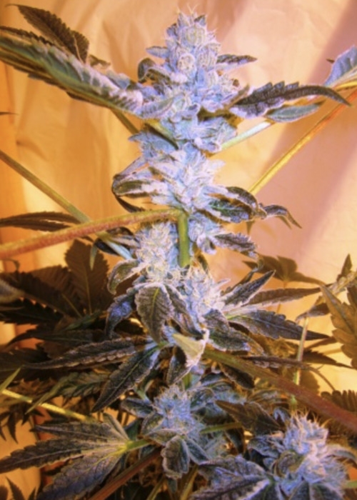 Sunset Sherbert x Kush Mints 11 / Seed Junky strain info GrowDiaries