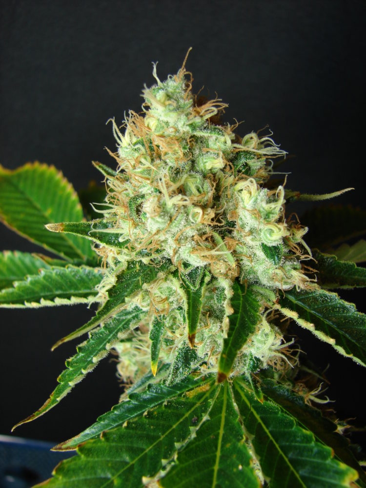 sour bubble gum strain outdoor sour bubble gum strain outdoor