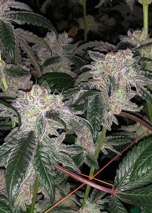 Kush Mints Strain Info / Kush Mints Weed By Seed Junky