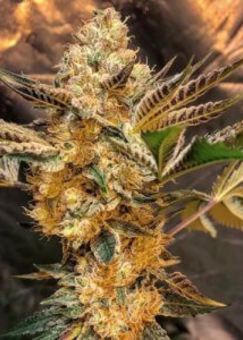 Wedding Cake F4 Strain Info / Wedding Cake F4 Weed By Seed Junky GrowDiaries