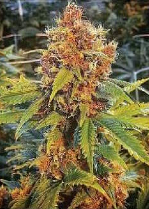Purple Reign Strain Info Purple Reign Weed By ETHOS Genetics