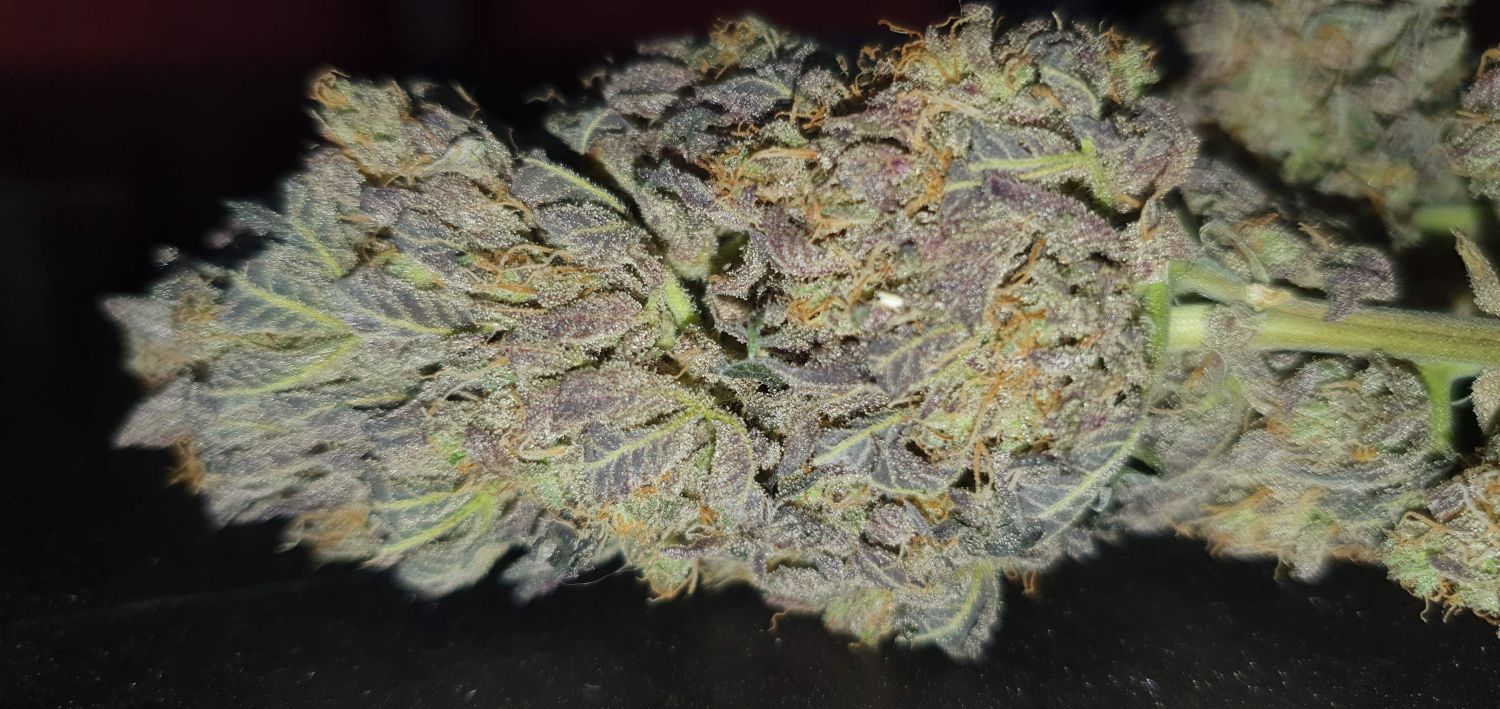 Banana Daddy R1 Strain Info / Banana Daddy R1 Weed By ETHOS