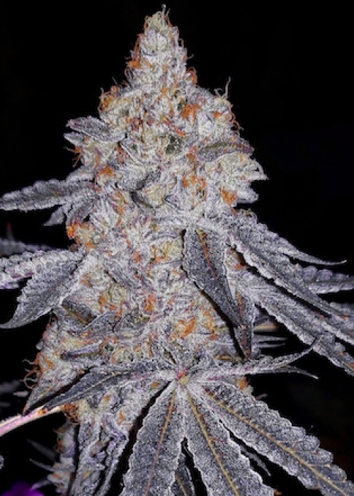 Banana Daddy R1 Strain Info / Banana Daddy R1 Weed By ETHOS