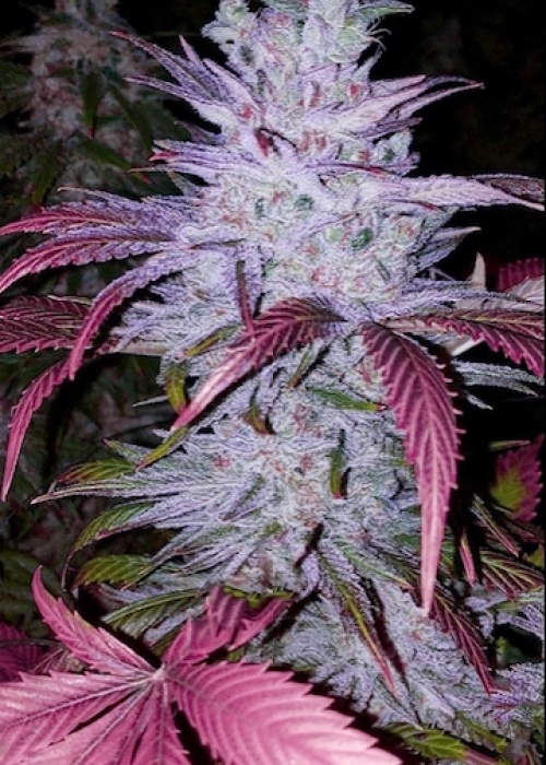 Early Lemon Berry R1 Strain Info / Early Lemon Berry R1 Weed By ETHOS GrowDiaries