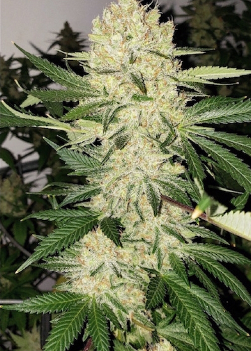 Super Lemon Haze Strain Info / Super Lemon Haze Weed By ETHOS